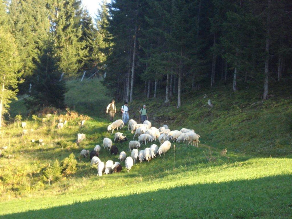 Отель Fesengut Аннаберг-им-Ламмерталь Экстерьер фото
